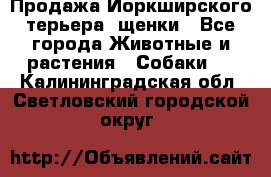 Продажа Йоркширского терьера, щенки - Все города Животные и растения » Собаки   . Калининградская обл.,Светловский городской округ 